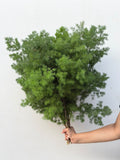 Fern Whisper – airy green fern foliage bunch