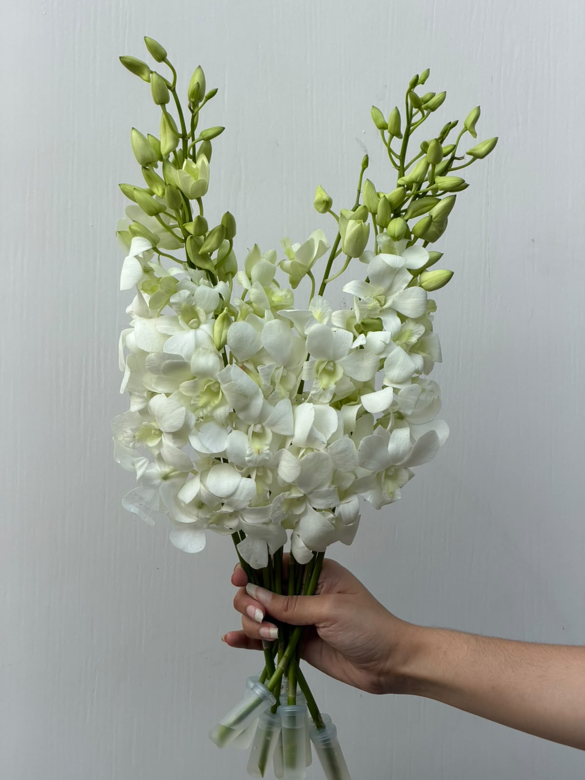 Ivory Orchid – crisp white orchid bouquet