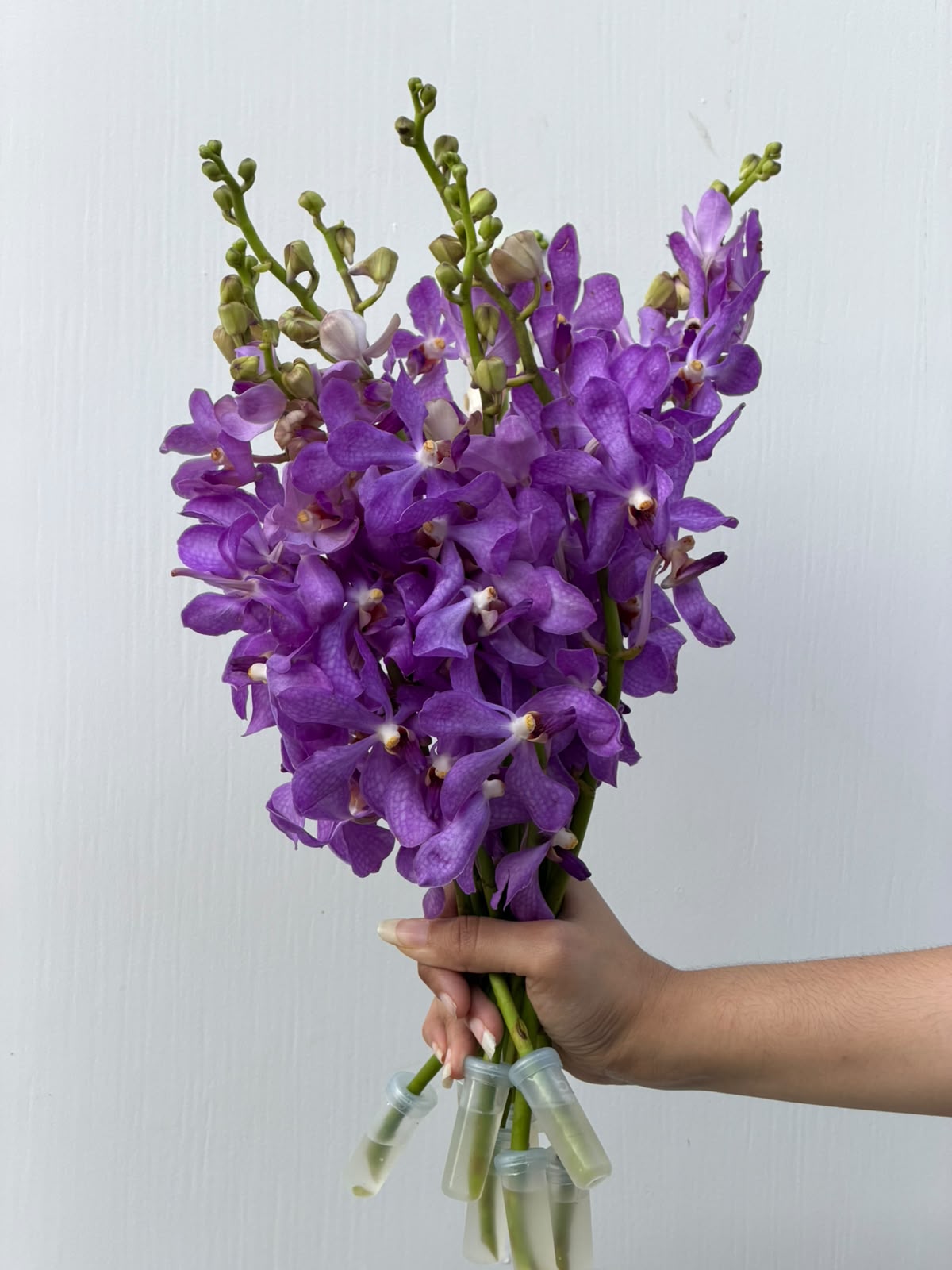 Velvet Orchid – rich purple and white Dendrobium orchids