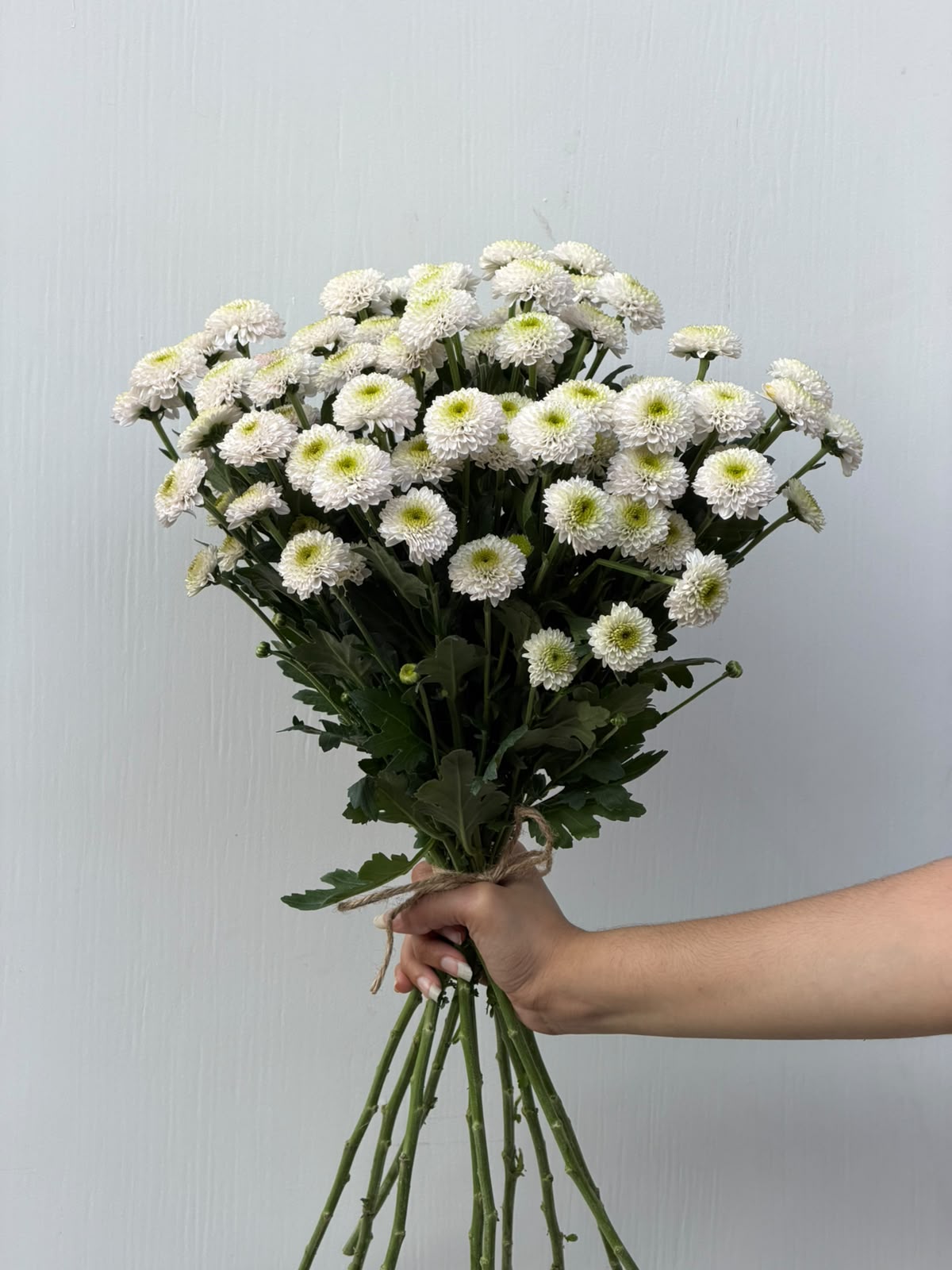 Daisy Snowfall – small white chrysanthemum bunch