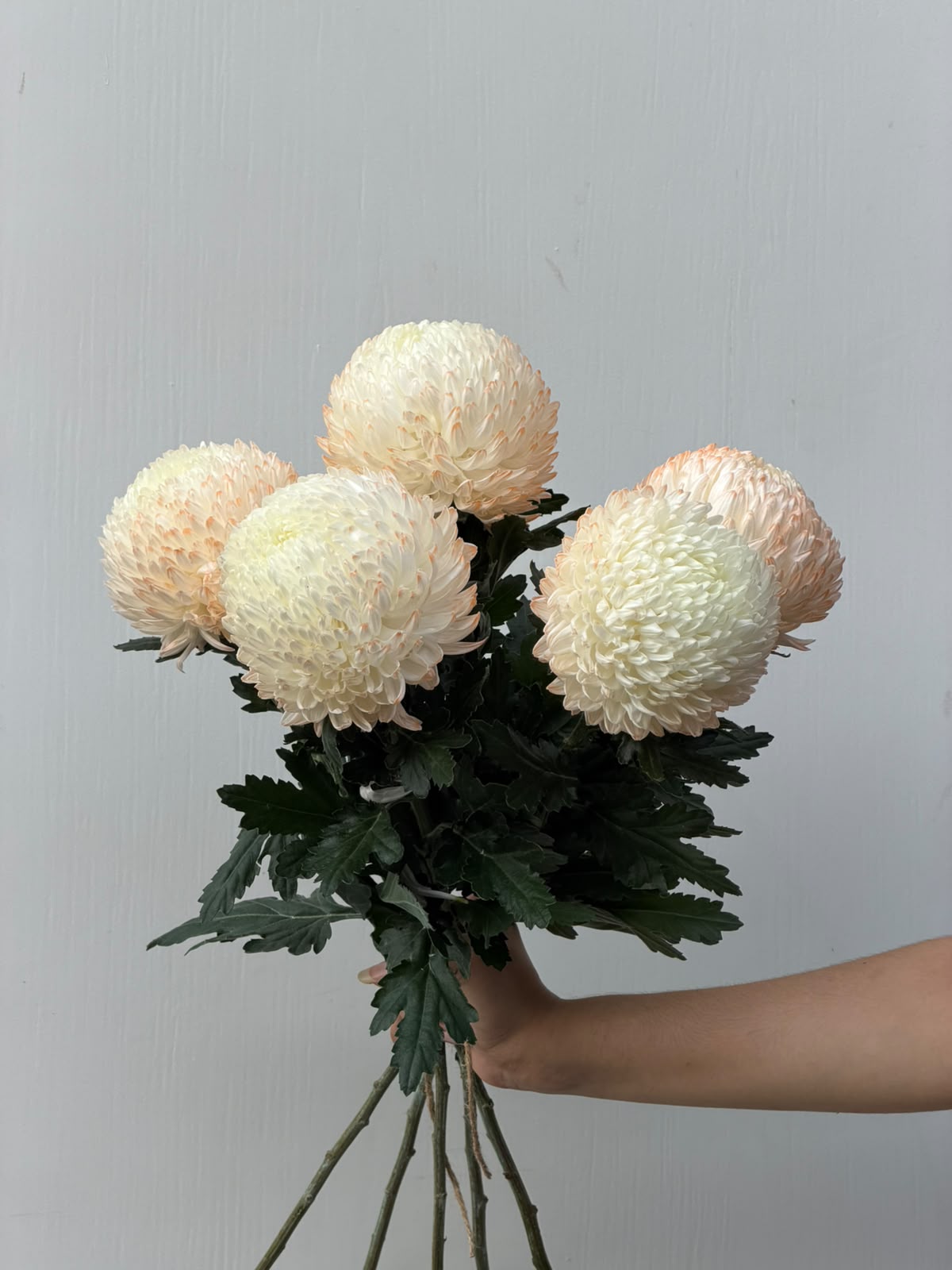 Ivory Moon – large cream chrysanthemum bunch