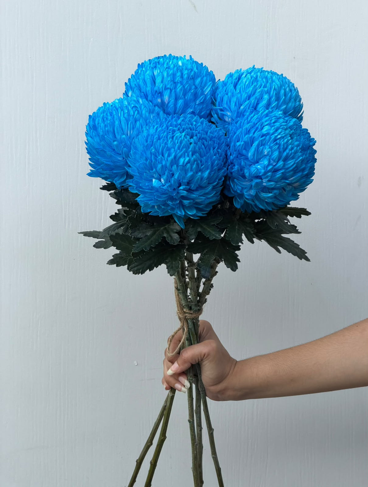 Electric Blue – bold blue chrysanthemum bunch