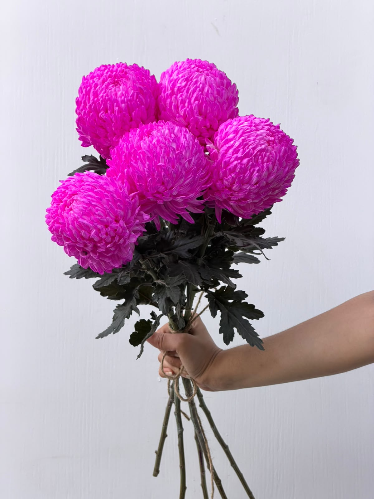 Fuchsia Cloud – bright pink chrysanthemum bunch