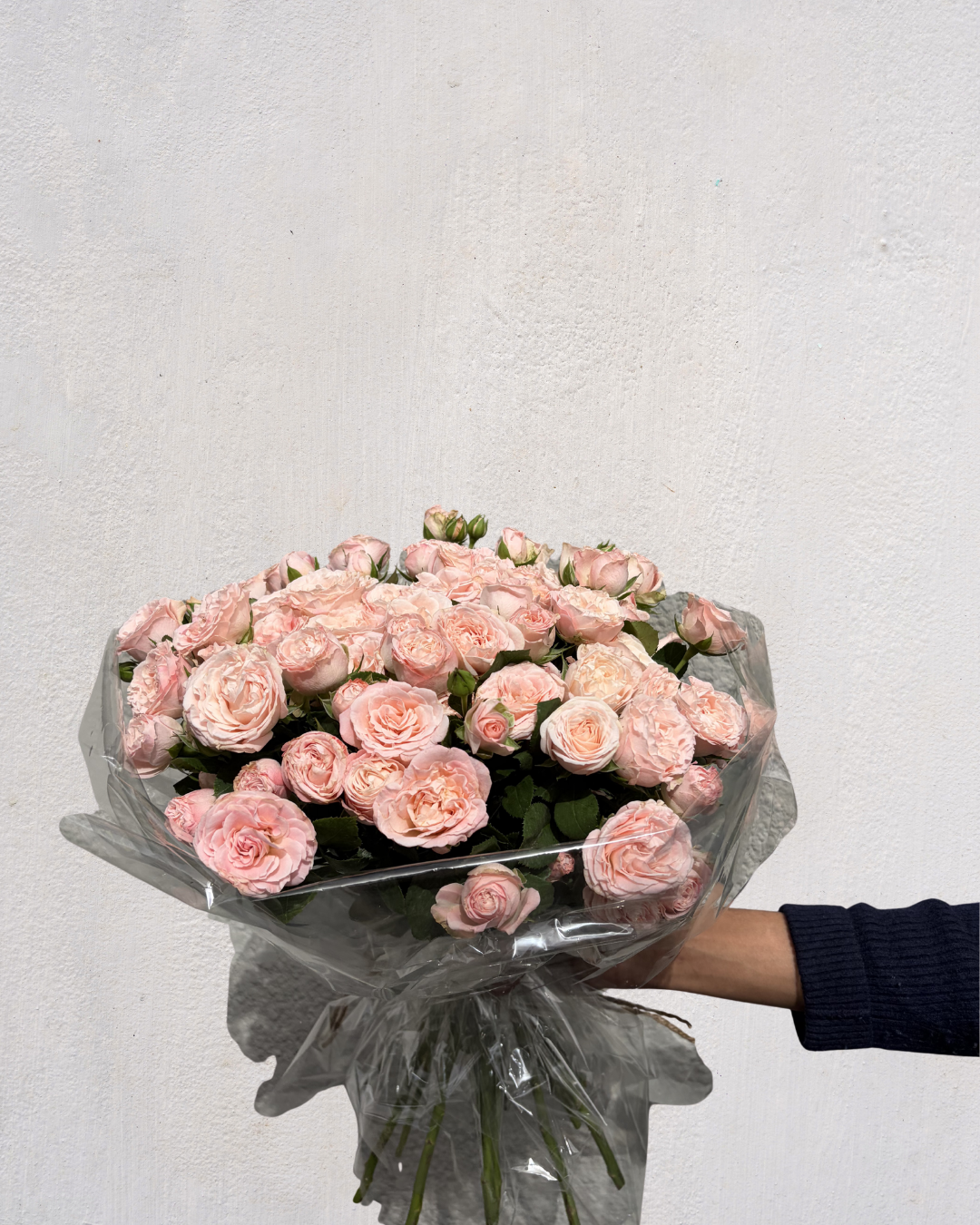 Baby Blush Rose
