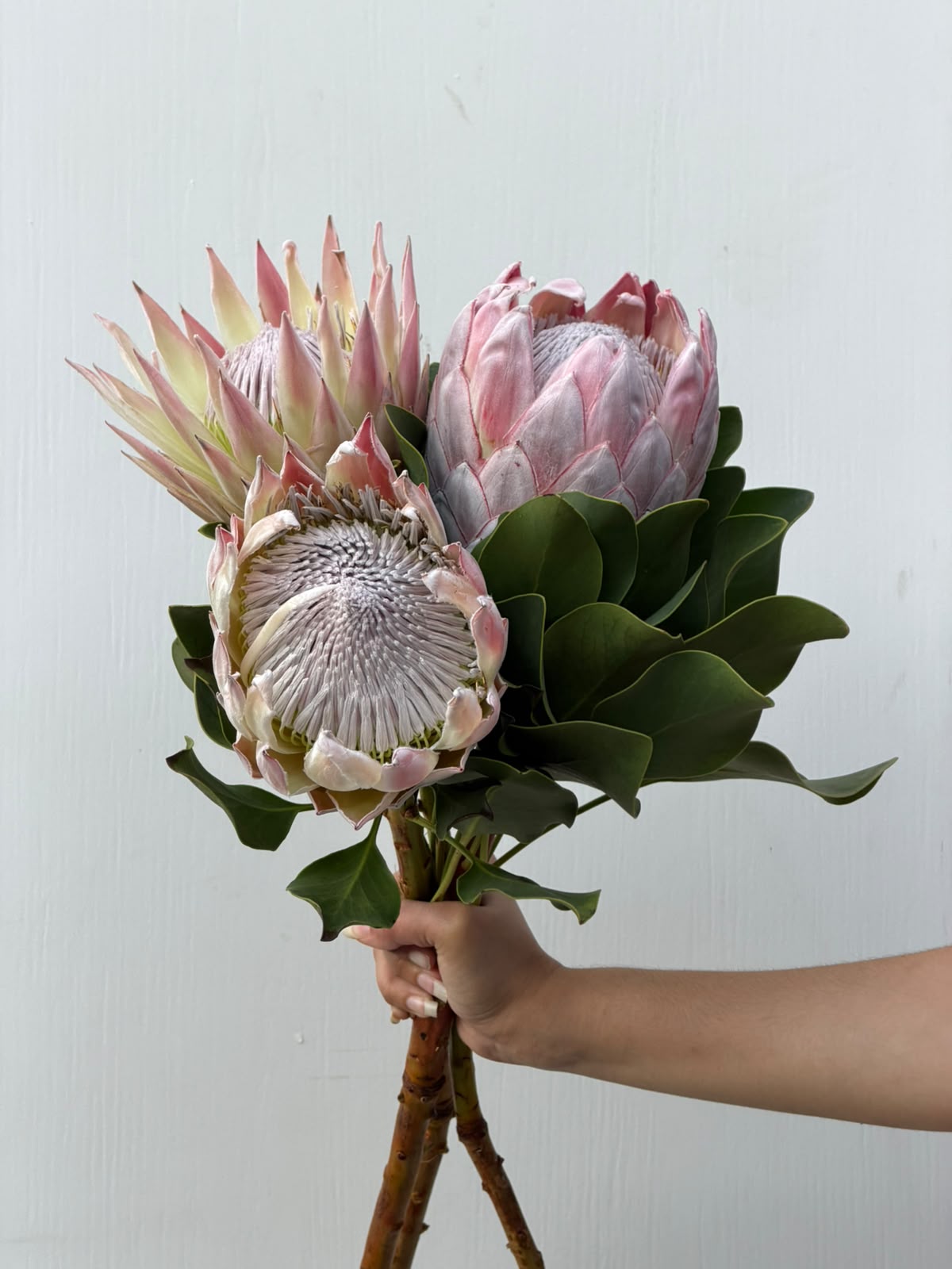 Blush Protea – pale pink protea blooms bunch