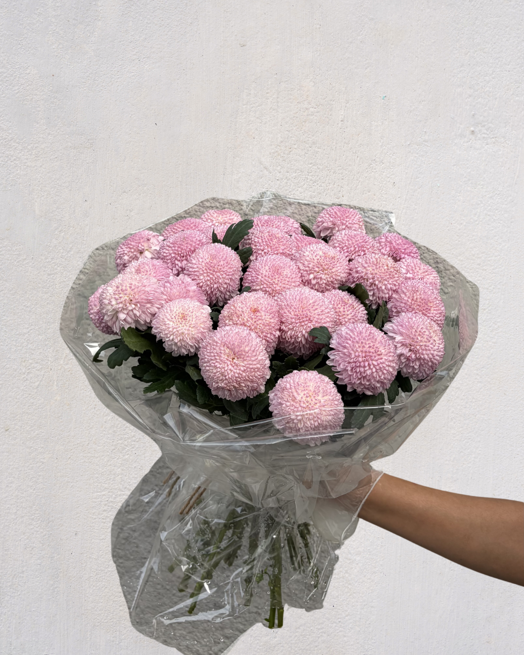 Cotton Blush