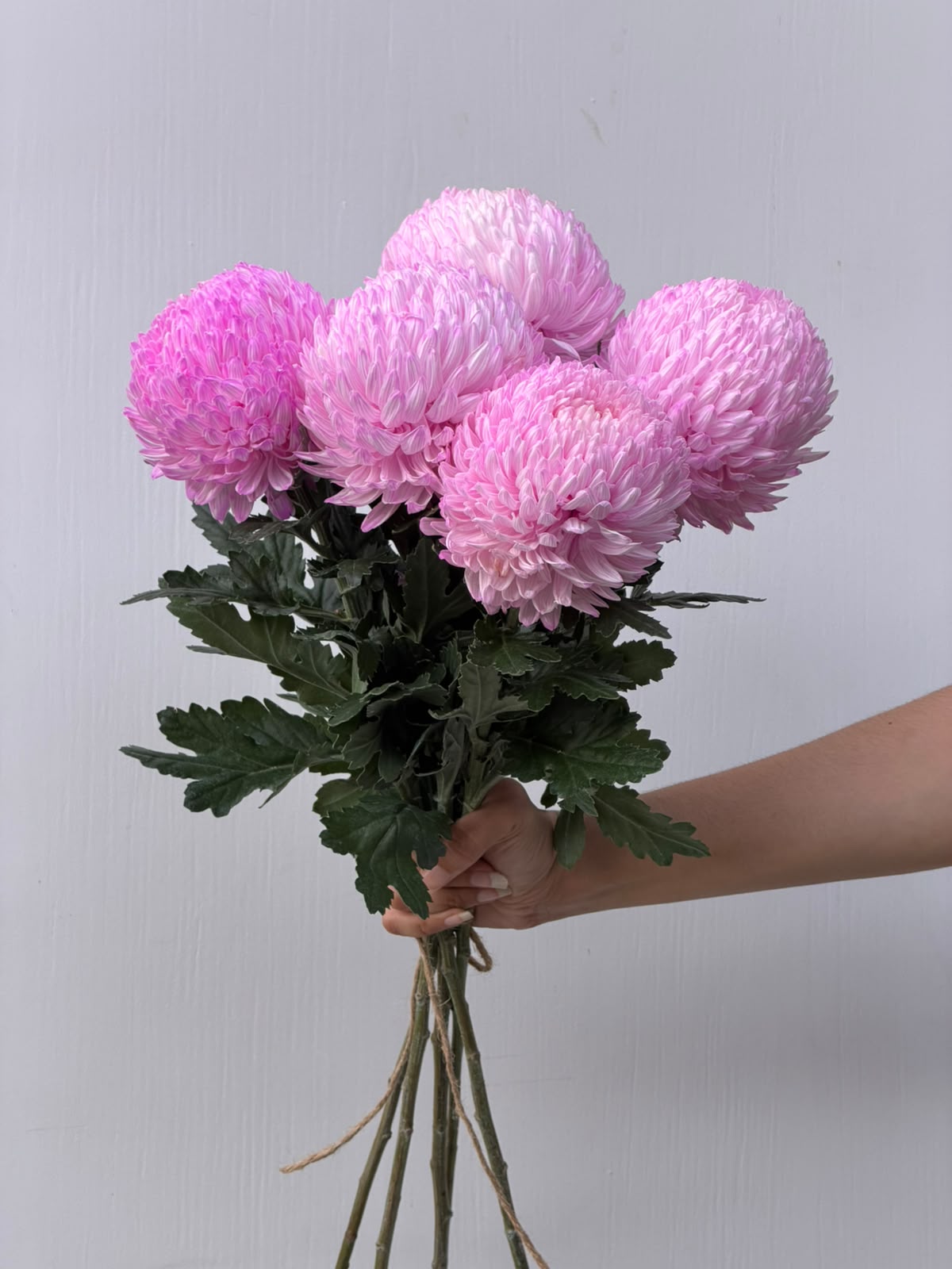 Pink Daydream – soft pink chrysanthemum bunch