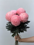 Rosewater Cloud – blush pink chrysanthemum bunch