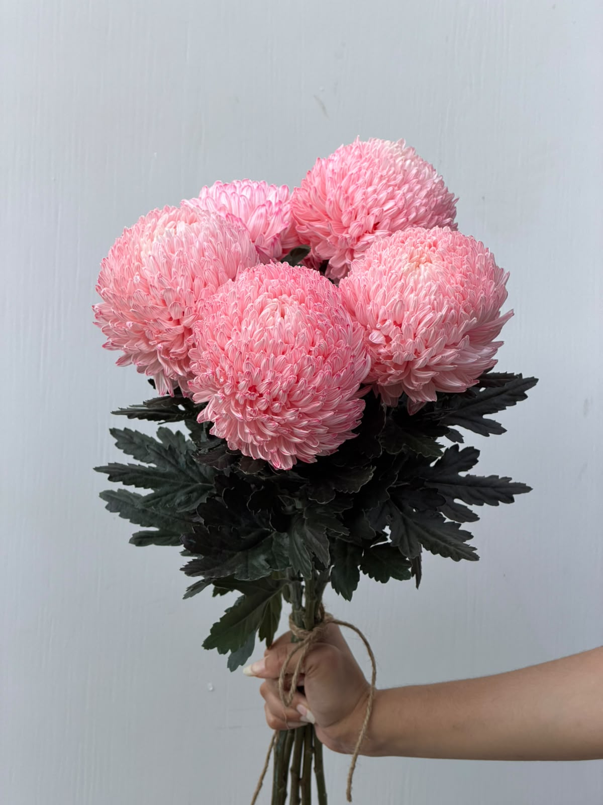 Rosewater Cloud – blush pink chrysanthemum bunch