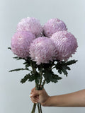 Lavender Haze – pale lavender chrysanthemum bunch
