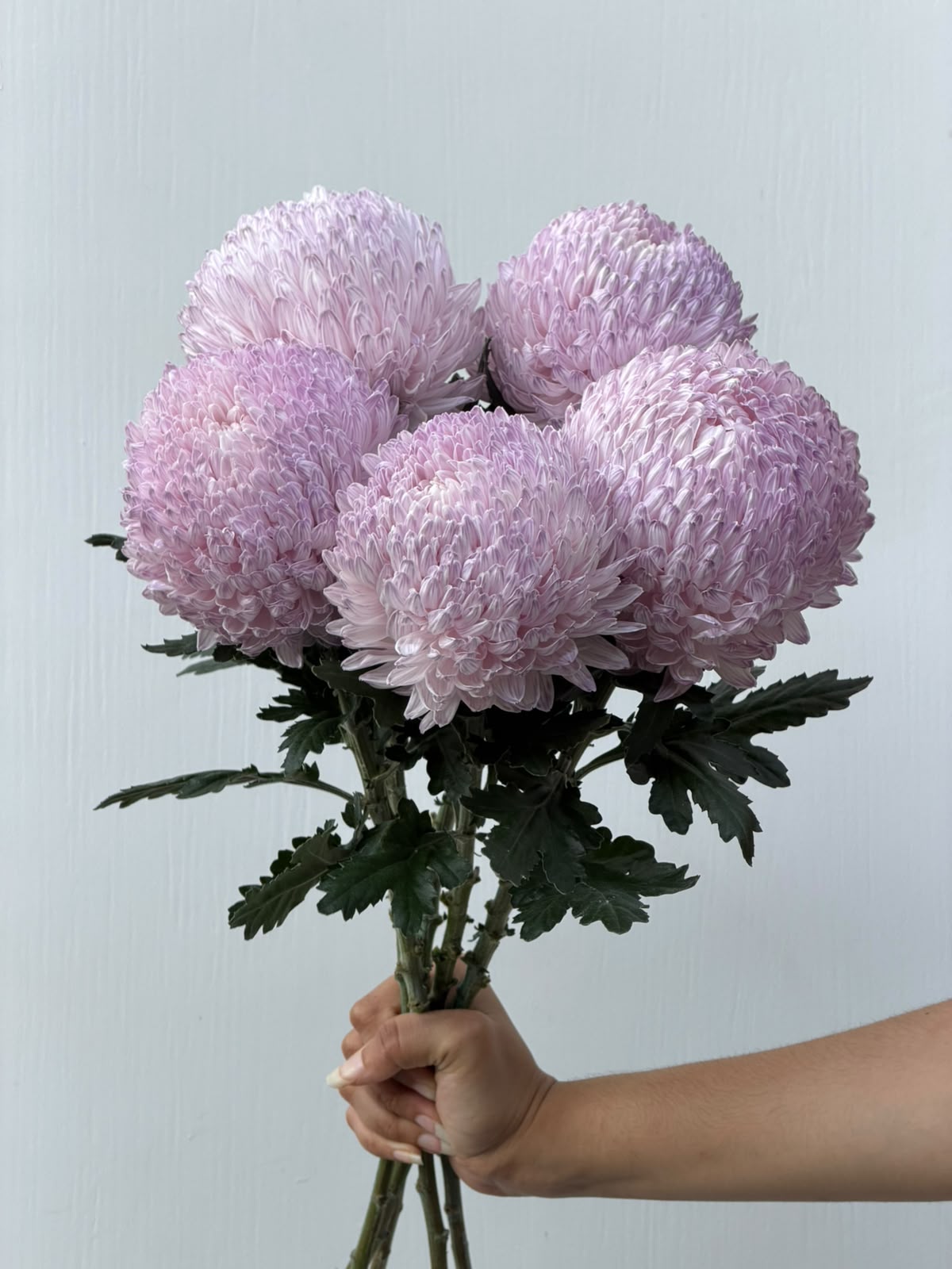 Lavender Haze – pale lavender chrysanthemum bunch