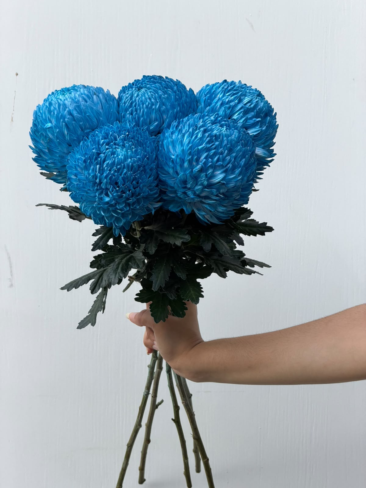Blue Reverie – brilliant blue chrysanthemum bunch