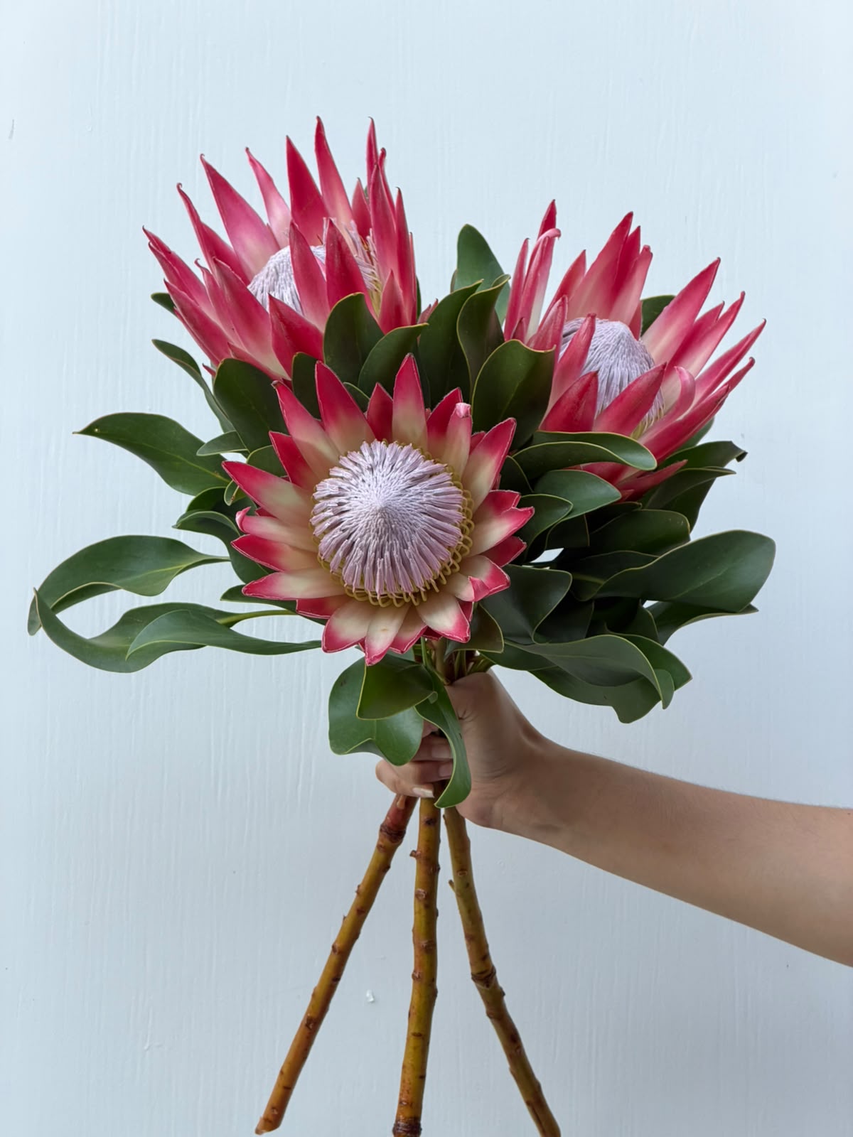 Protea in Bloom – pink King Protea with green foliage