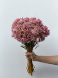 Raspberry Meadow – fine pink blooms bunch