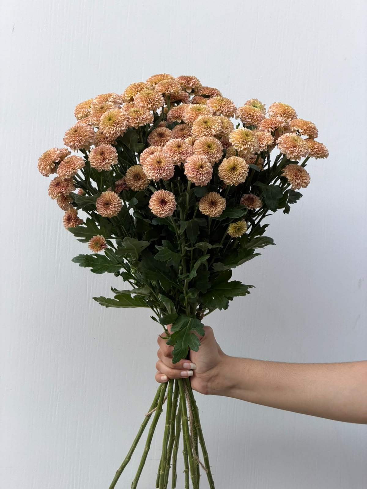 Apricot Daisy – petite peach chrysanthemum blooms