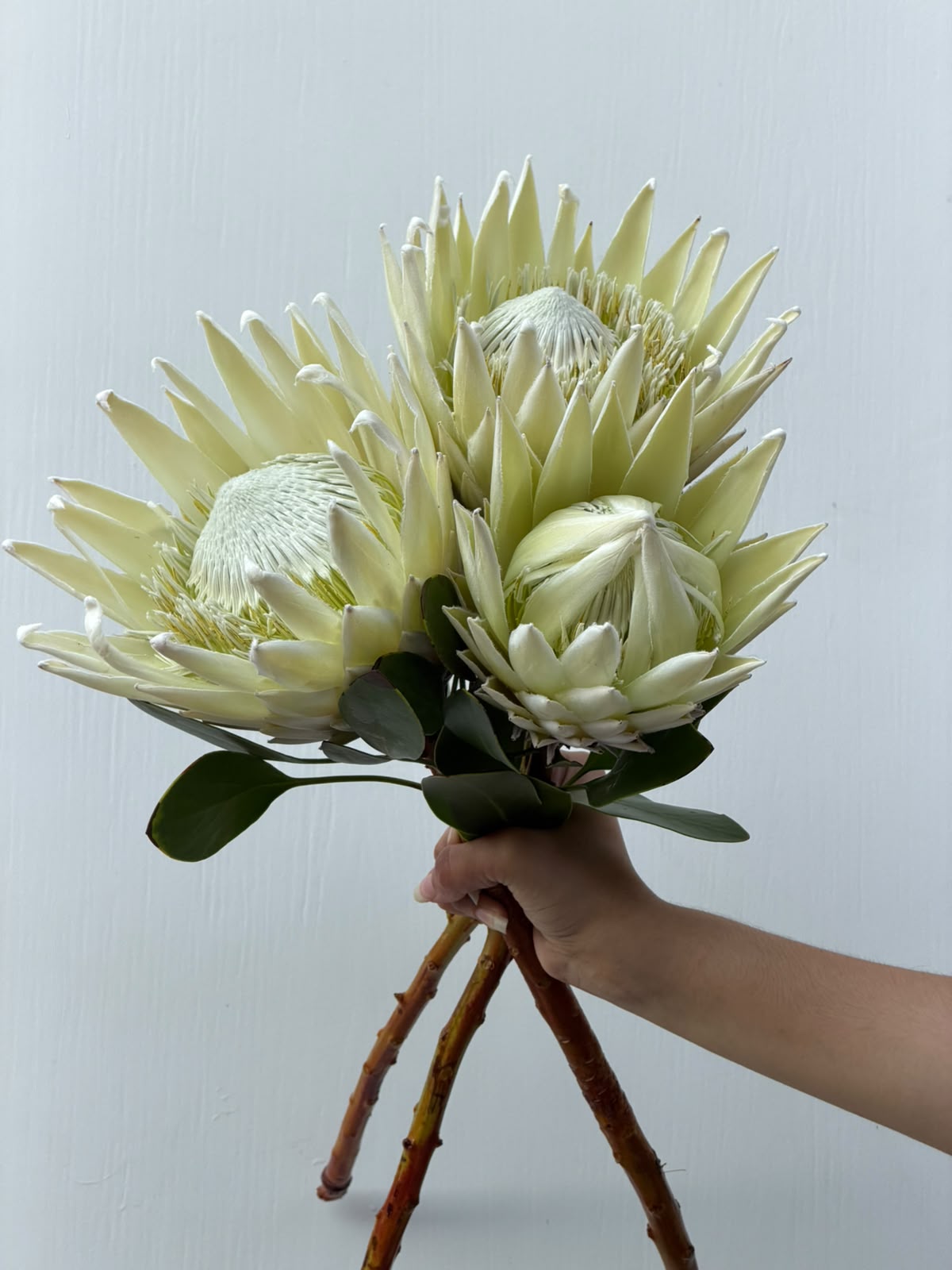 Ivory Protea – cream King Protea with green foliage