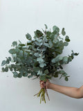 Silver Eucalyptus – cool toned eucalyptus bunch