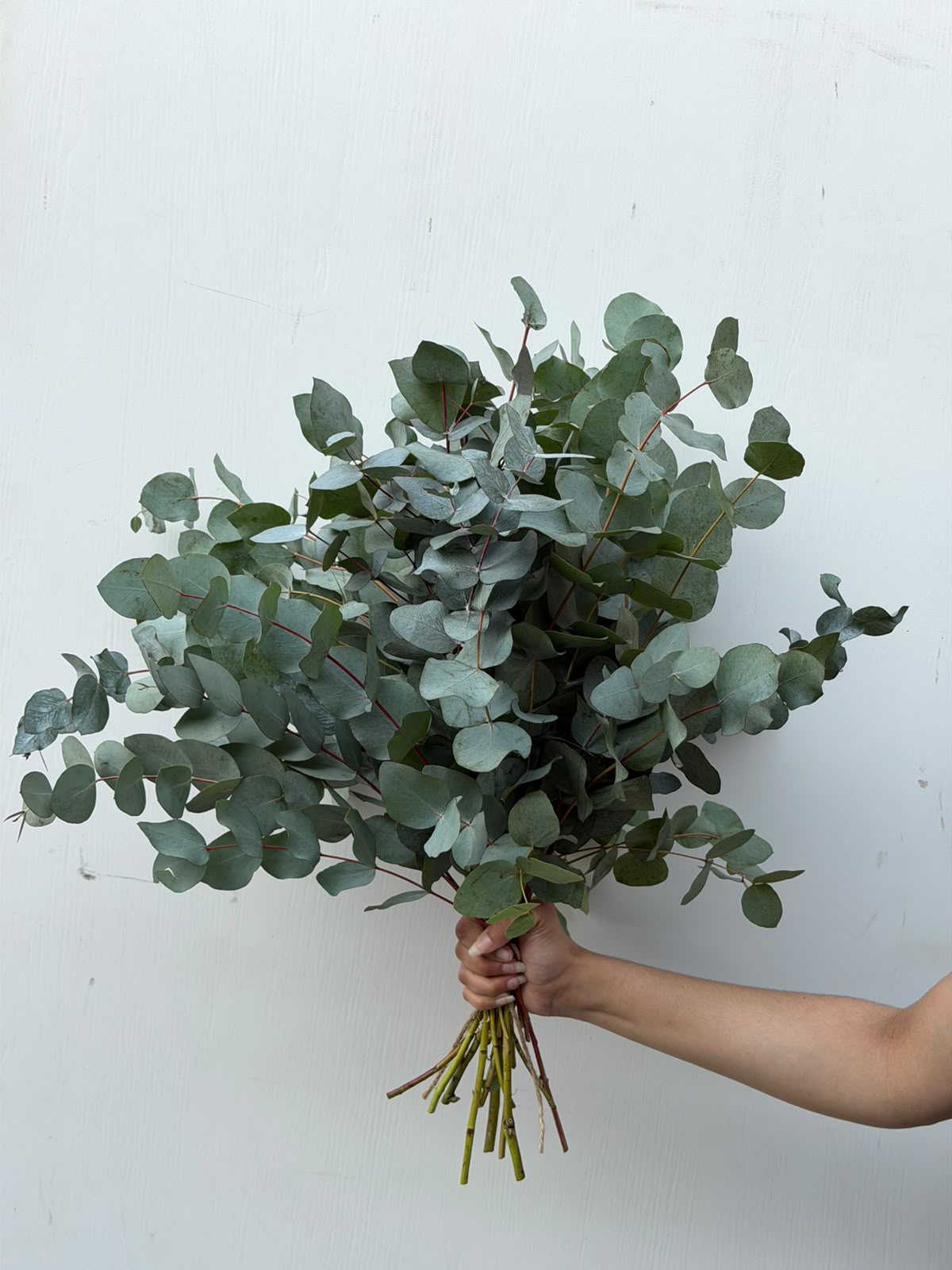 Silver Eucalyptus – cool toned eucalyptus bunch