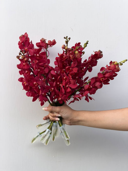 Crimson Orchid – deep red Dendrobium orchid stems