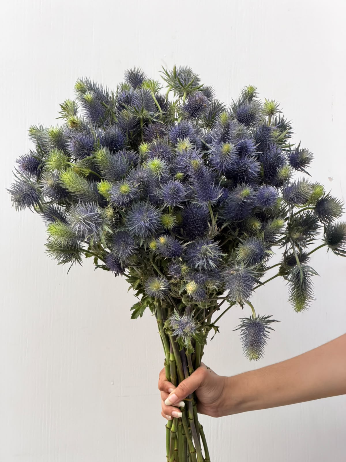 Blue Thistle Sky – spiky blue Eryngium thistle bunch