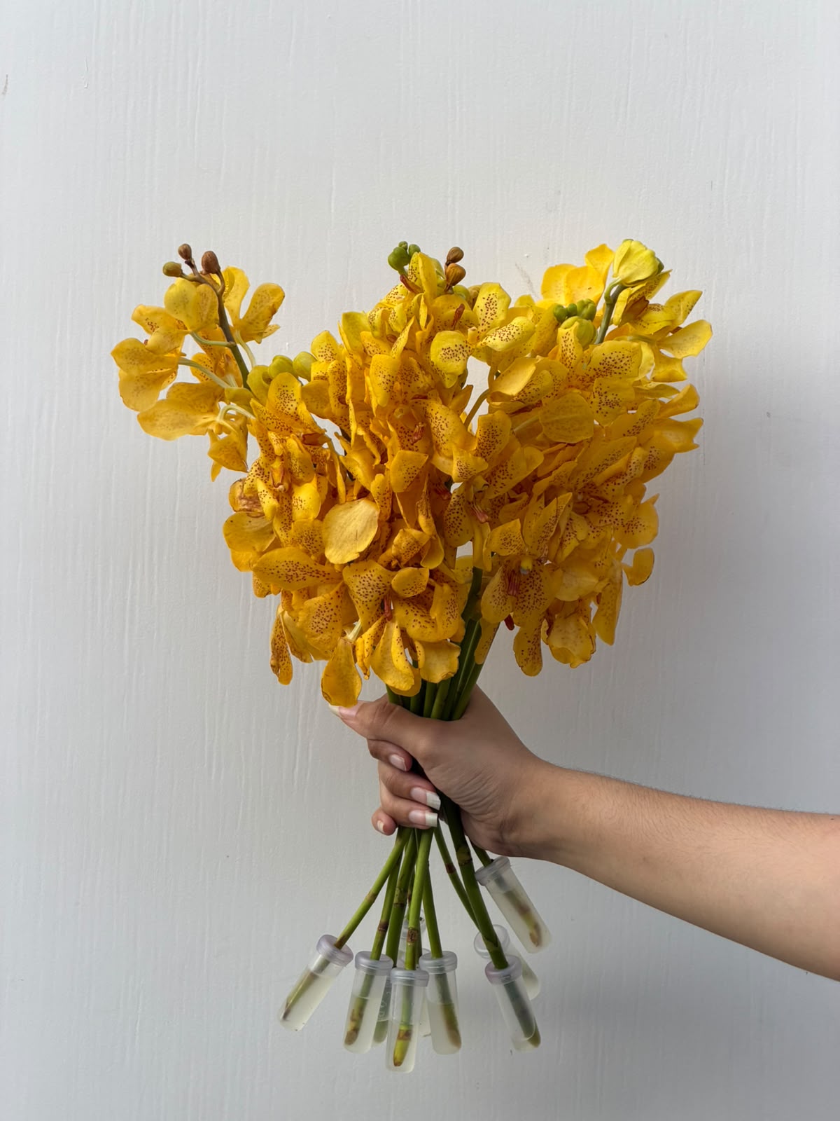 Golden Orchid Glow – yellow Mokara orchid bunch