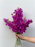 Orchid Fuchsia – vivid pink-purple Mokara orchid bunch