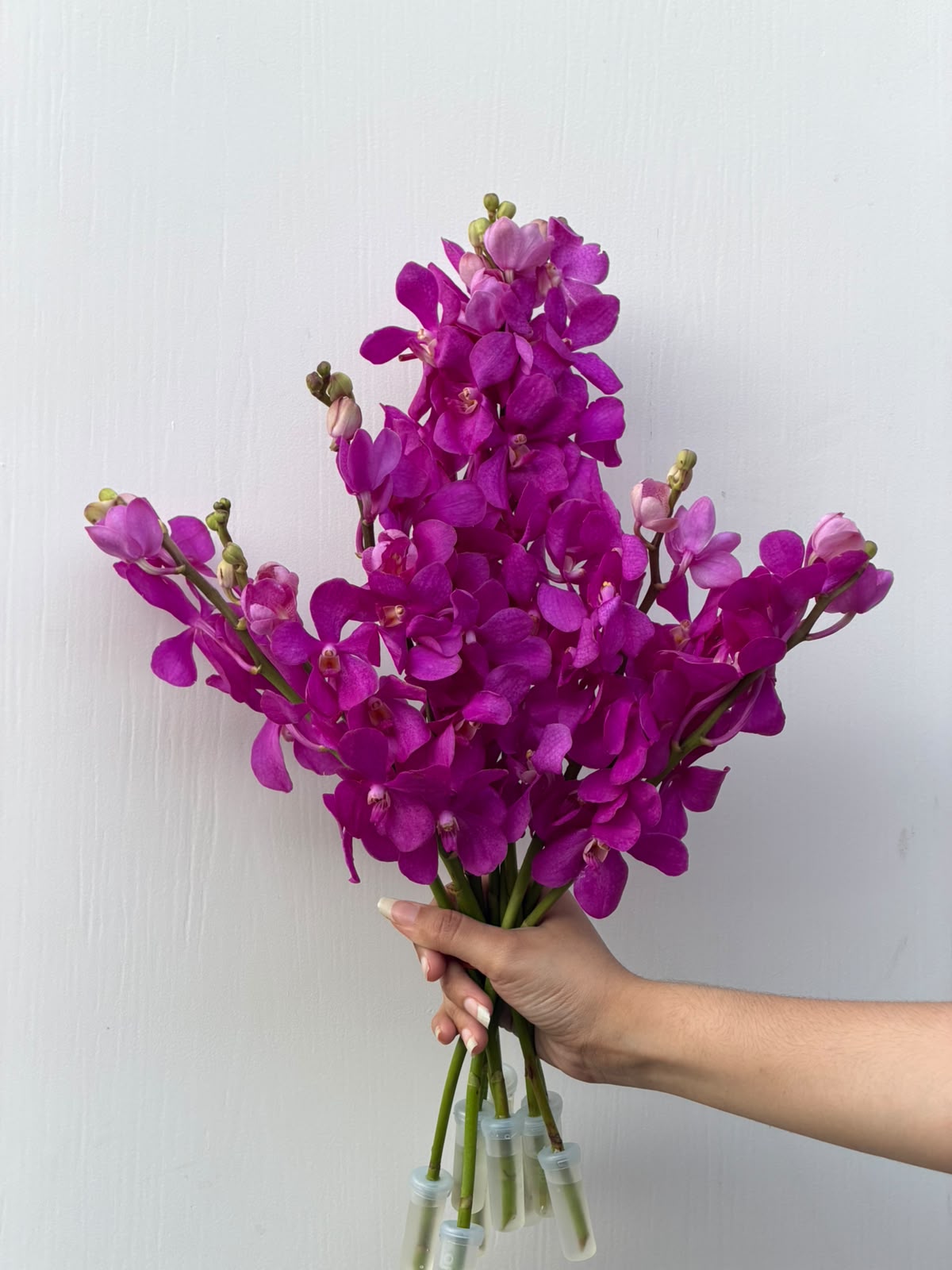 Orchid Fuchsia – vivid pink-purple Mokara orchid bunch