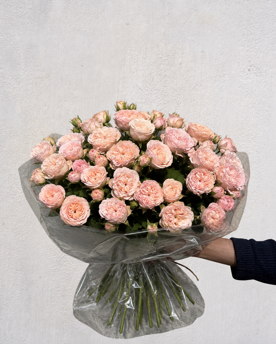 Baby Blush Rose
