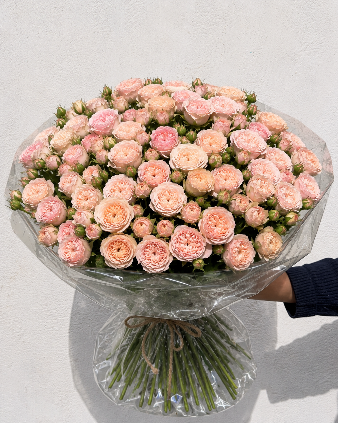 Baby Blush Rose